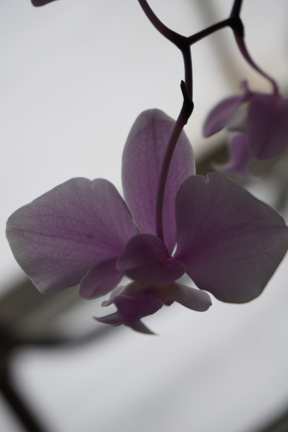 树枝上盛开的紫色小花特写