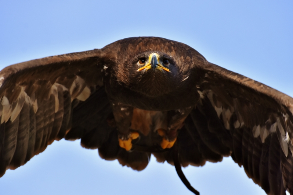 飞翔在空中的老鹰抓拍摄影