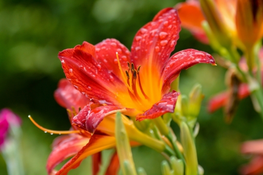 虚化背景自然森林红色花朵绿色叶子植物