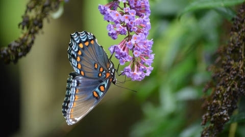 世界各地蝴蝶高清桌面壁纸