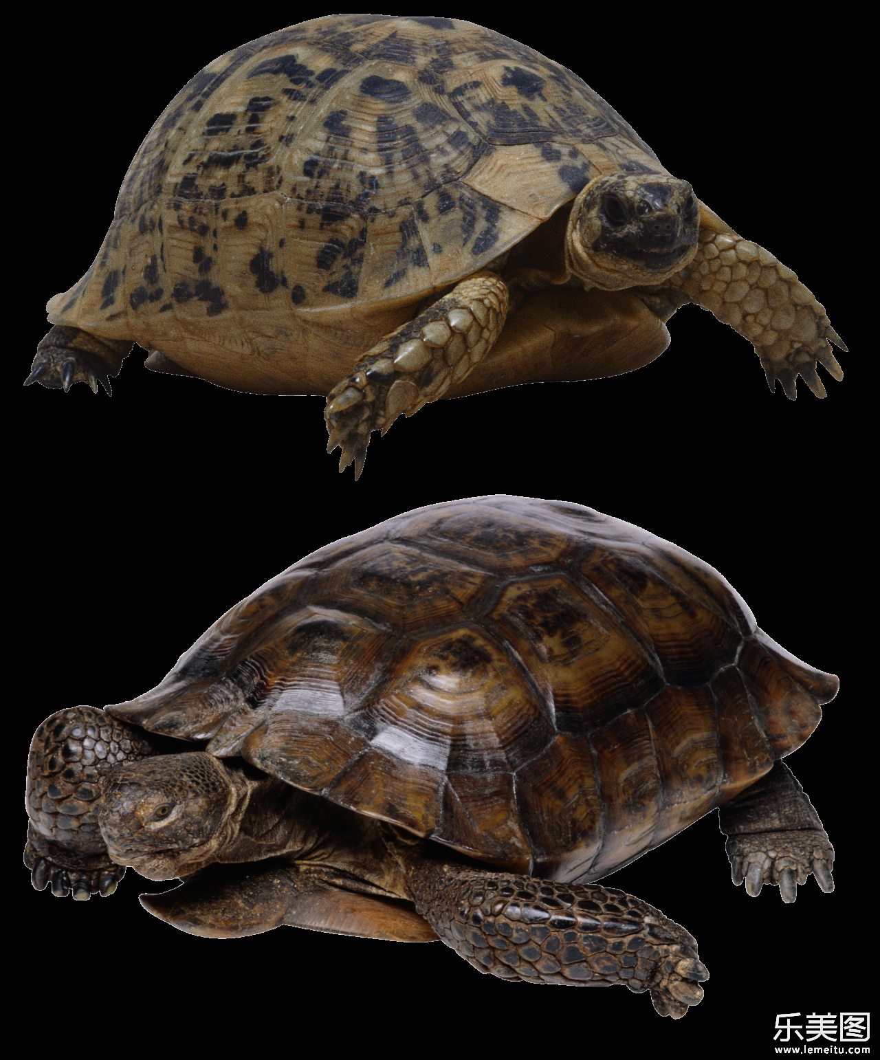陆龟和海龟的纯色背景素材