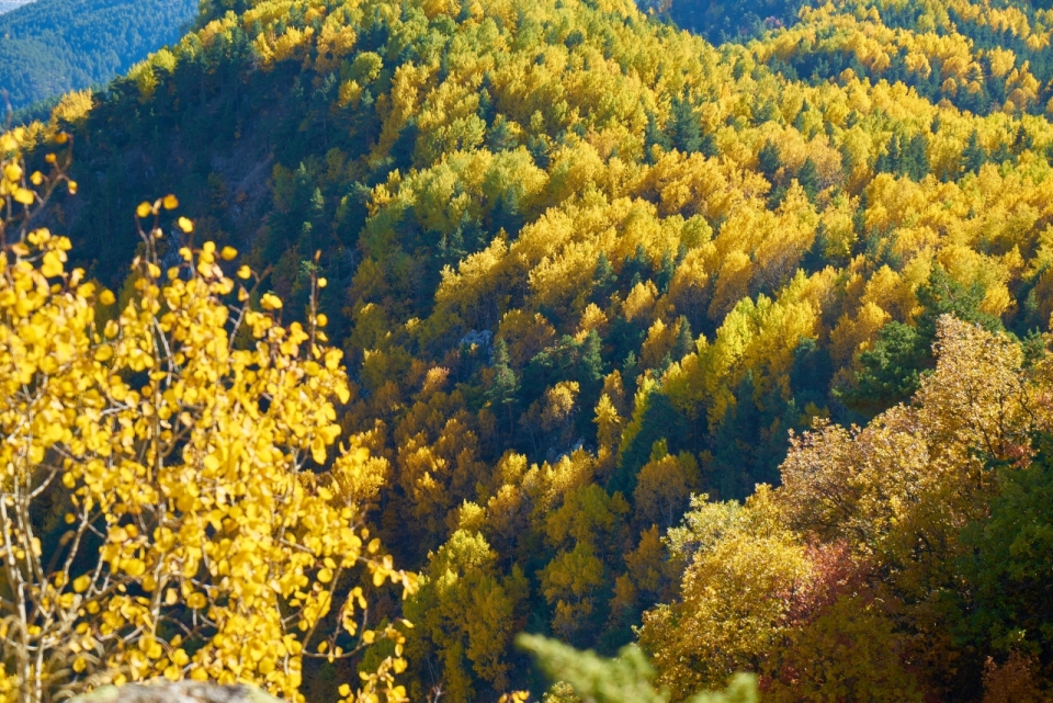 秋季广袤黄色森林风景