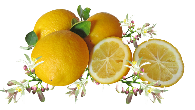 绿色叶子白色花朵新鲜健康黄色柠檬