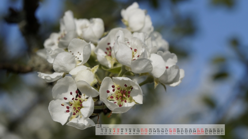 2021年12月苹果花自然风光优美风景高清日历壁纸