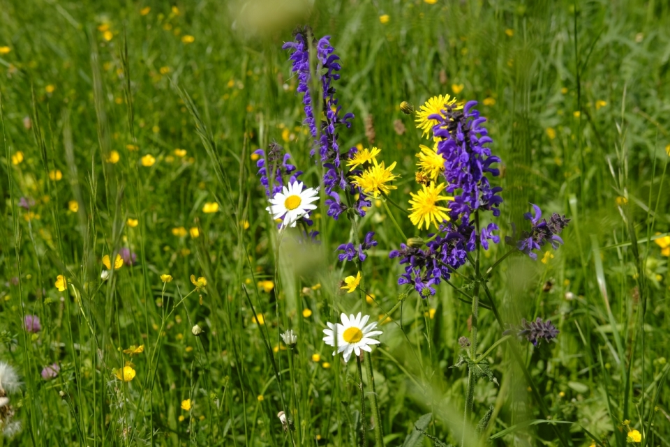 自然绿色草坪鲜艳黄色紫色花朵植物