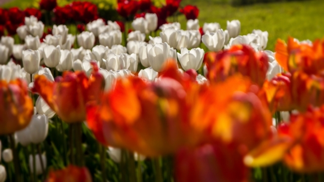 植物郁金香高清桌面壁纸