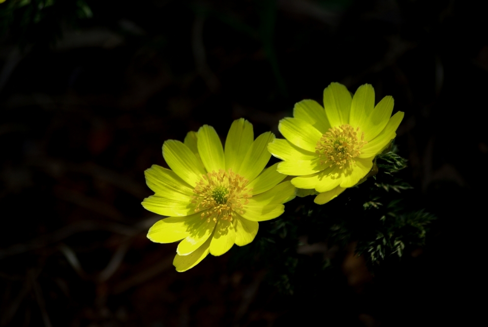 黑色背景黄色花朵绿色叶子自然植物