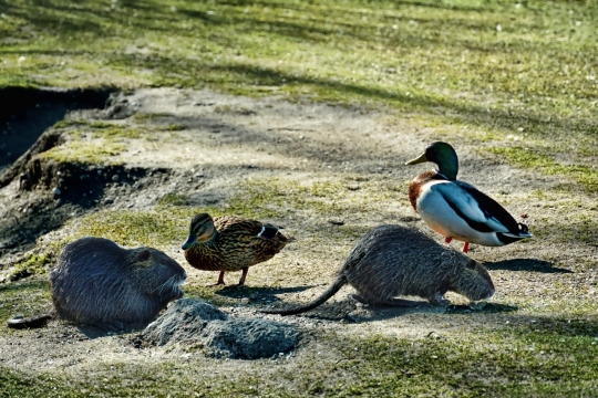 阳光户外自然草坪野生鸭子水豚动物