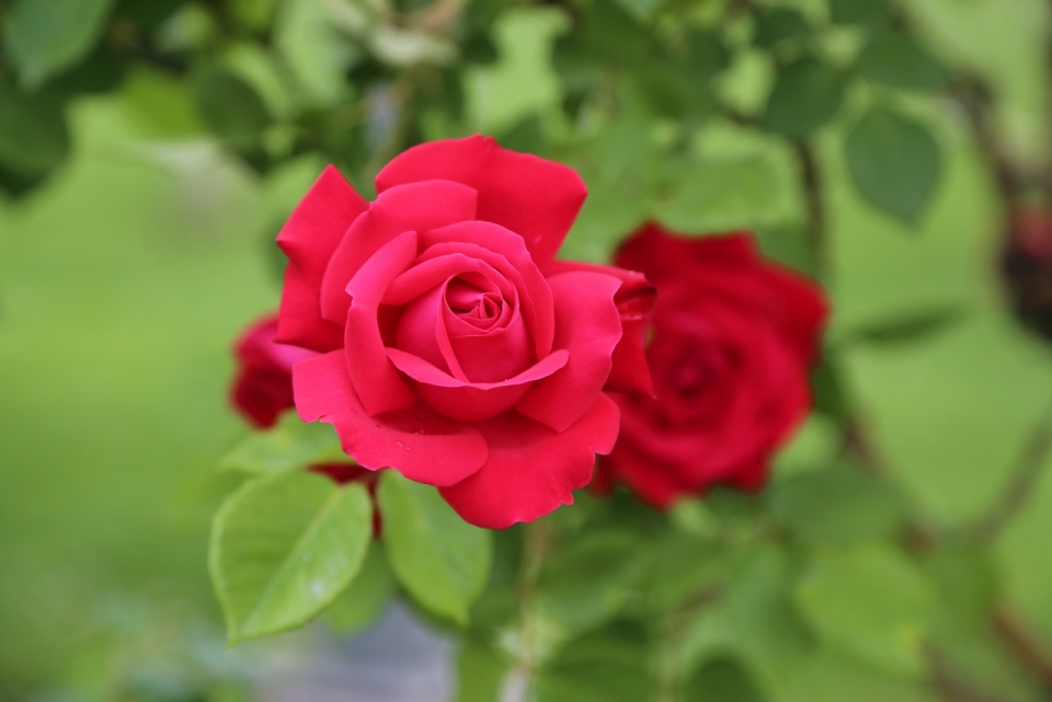 虚化背景户外鲜艳红色花朵玫瑰自然植物