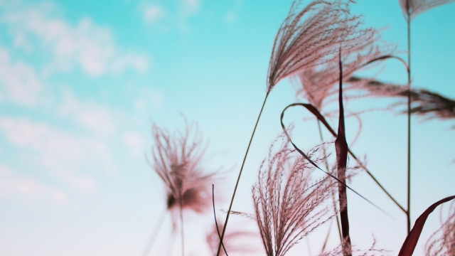 优美芦苇自然风光优美风景秀丽高清桌面壁纸