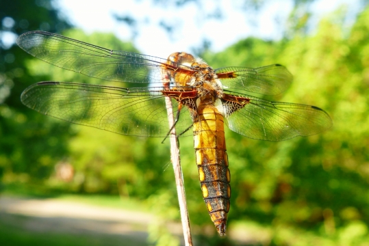 微距阳光户外自然植物蜻蜓昆虫