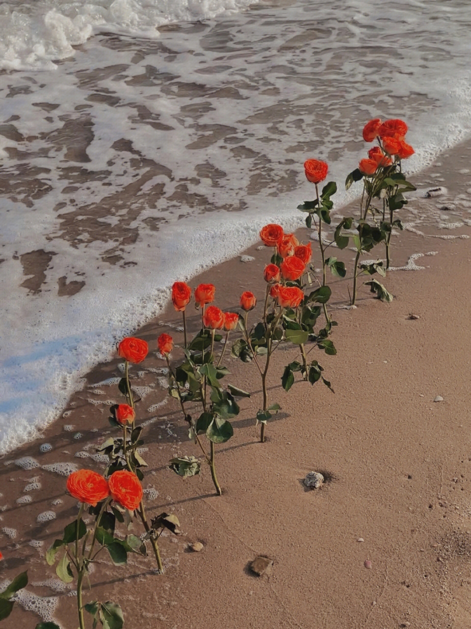 唯美系海边玫瑰花写真