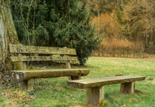 自然城市公园树木前破旧古老木制长椅