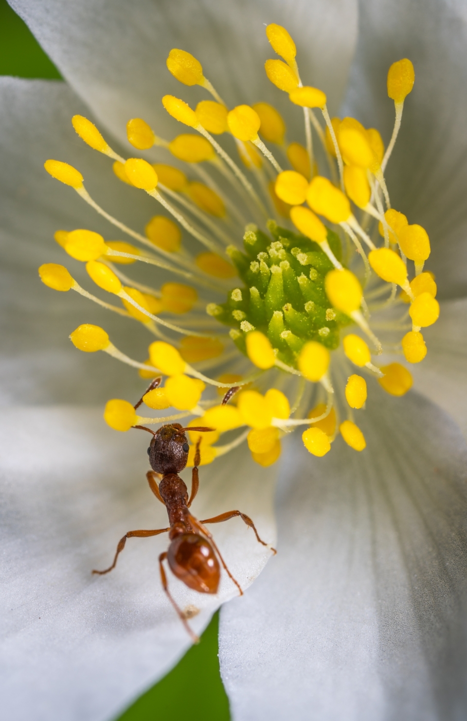 蚂蚁花蕊爬行高清微距