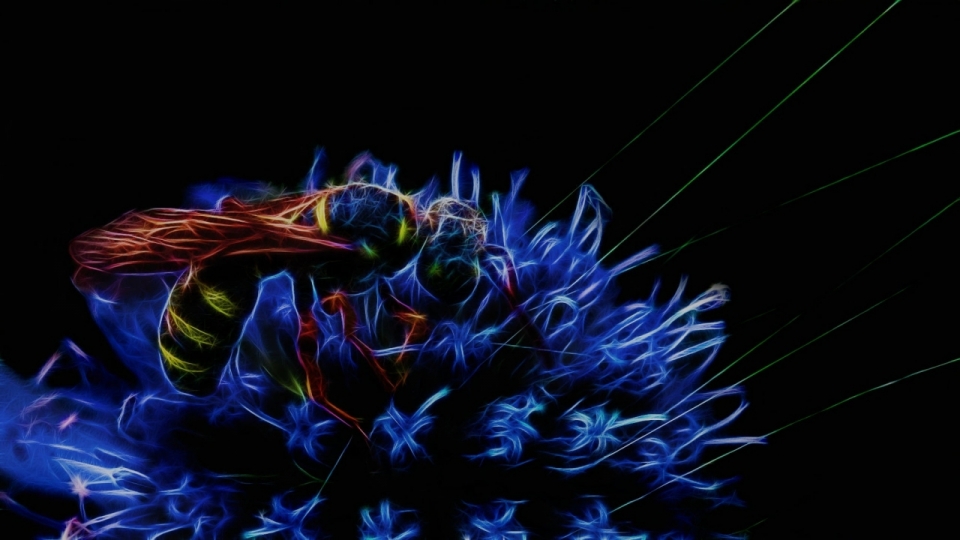 黑色背景蓝色花朵植物间昆虫