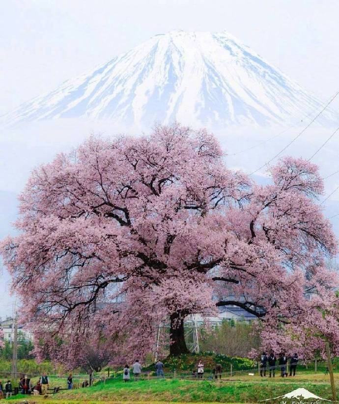 富士山下樱花图片