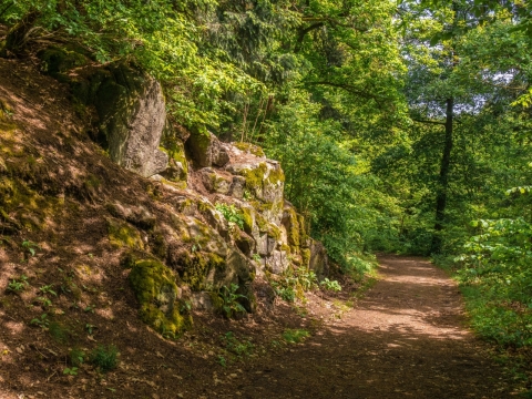 森林间树荫遮盖光影迷人自然风光
