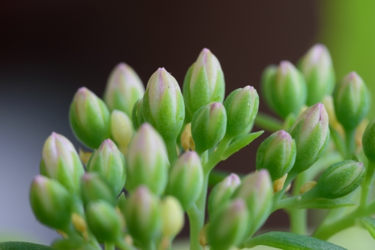 含苞待放的花卉嫩绿欲滴