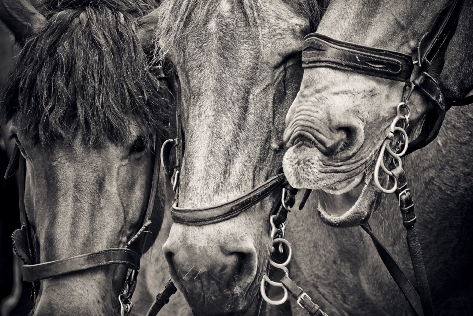 马场中三只老马的黑白摄影