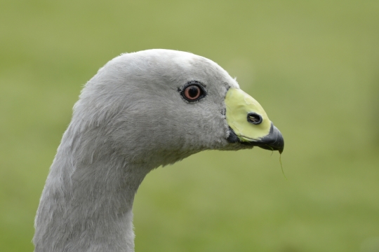 虚化背景户外灰色羽毛野生鹅动物