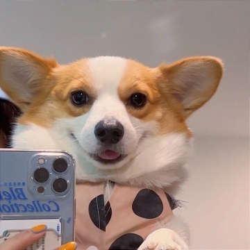 温柔系小狗自拍写真