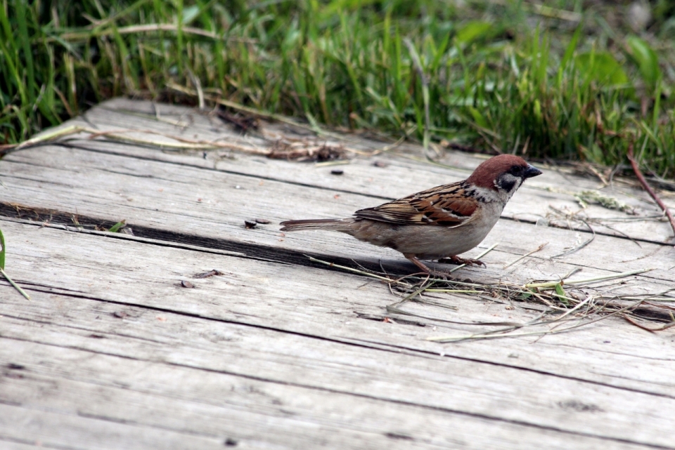 自然户外木板上野生麻雀鸟类动物