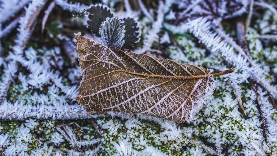 寒冷的冰雪霜冻无水印电脑桌面高清壁纸图片