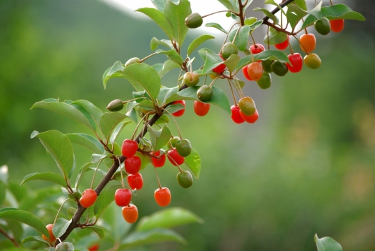 山坡上种植果园清新自然风光