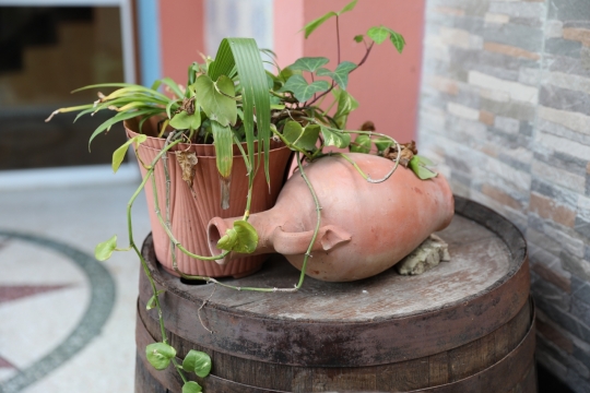 房屋外木桶摆放盆栽瓦罐居家风光