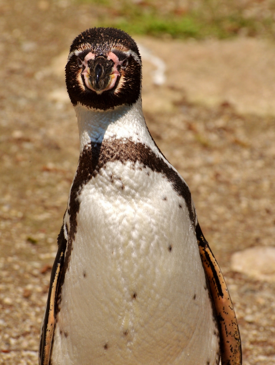 室外阳光下野生鸟类动物企鹅正面