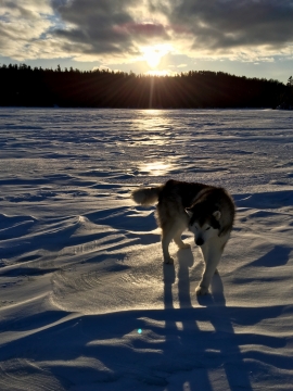 清晨阳光雪面野狼高清特写