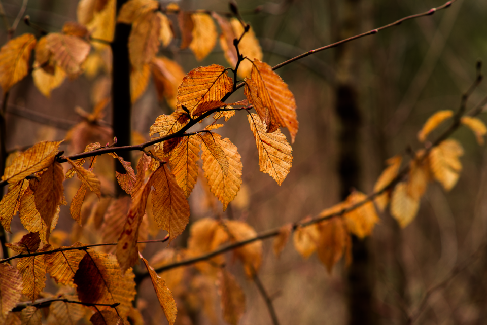 深秋树林枯萎树叶清晰纹路特写