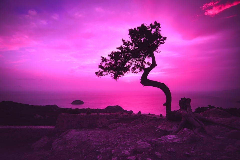 炫紫海岸边的一棵斜树特效摄影