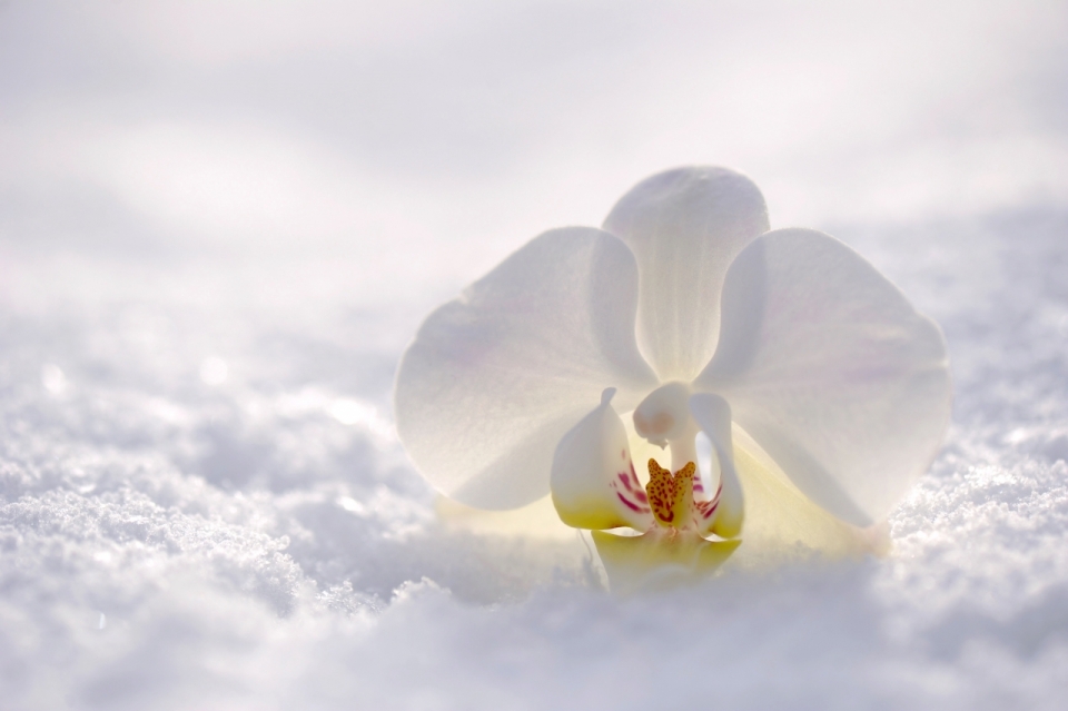 冬天雪地上黄色花心白色花朵植物摄影