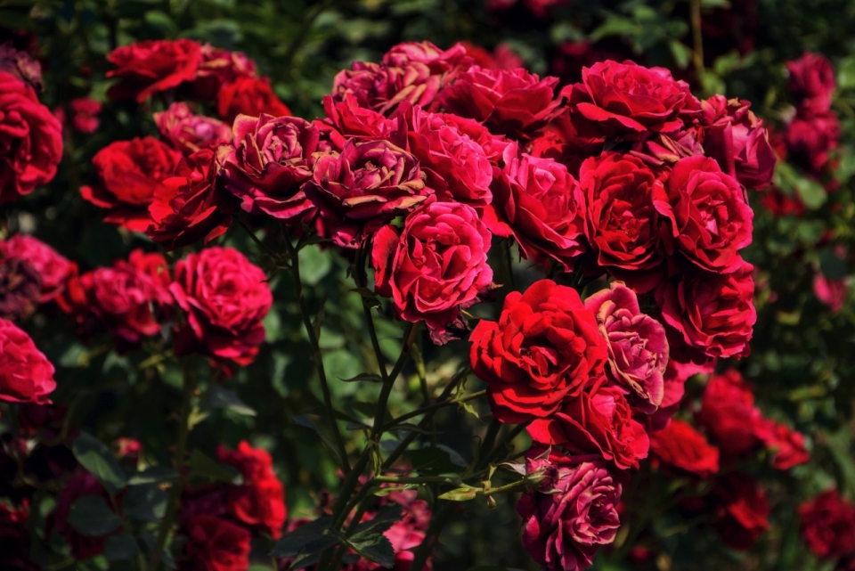 茂密花丛盛开绽放红色玫瑰花朵植物