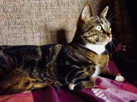 趴在沙发毯子上四处张望的虎斑猫