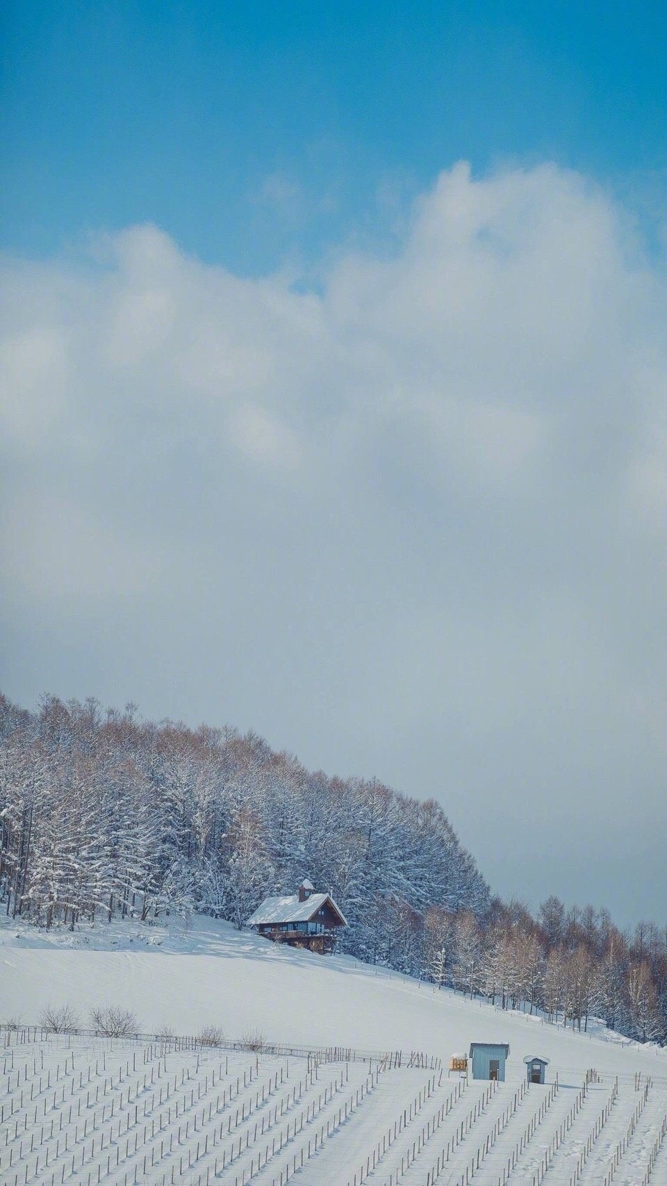 唯美雪景写真图片