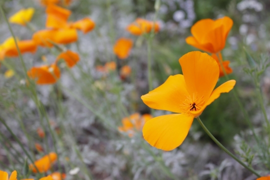 绿色小草间黄色的小花写真