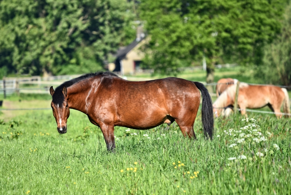 农场茂盛草地散养棕色马匹