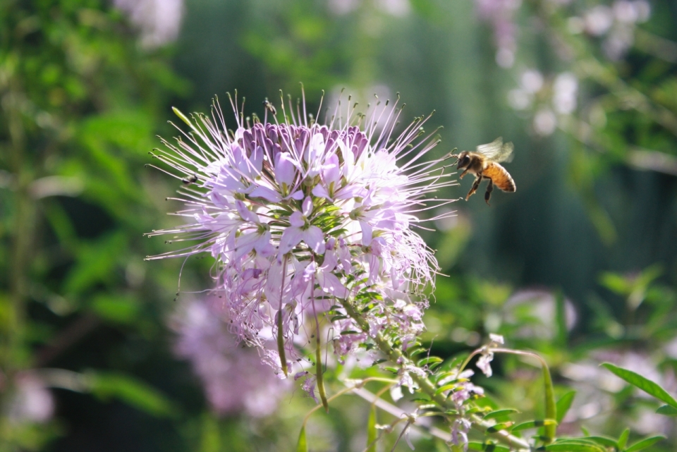 阳光下一只蜜蜂正在采集花蜜的摄影