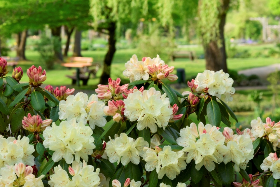 城市公园自然粉色白色花朵绿色叶子植物