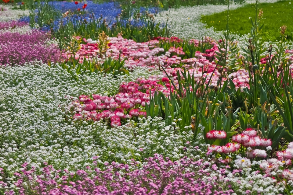 公园中盛开各色鲜艳花朵植物自然风景