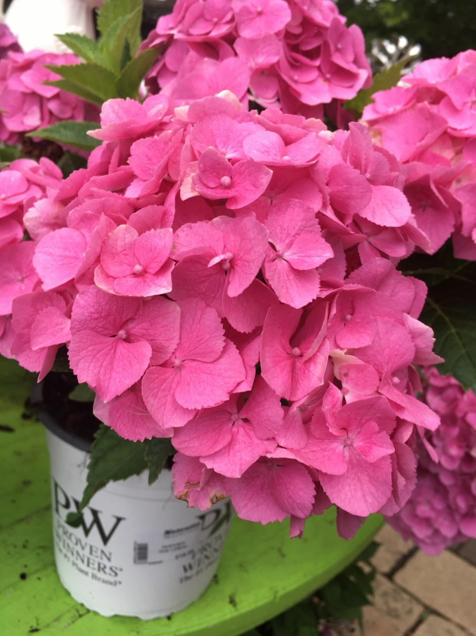 庭院木板摆放精美粉色花朵植物盆栽