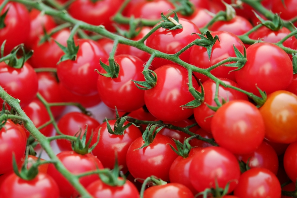 白色桌面新鲜美味健康红色番茄蔬菜