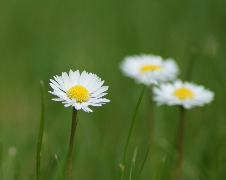 户外自然白色花朵绿色枝干植物