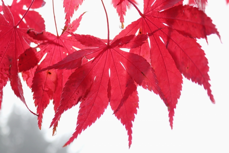 白色背景红色枫树叶植物摄影