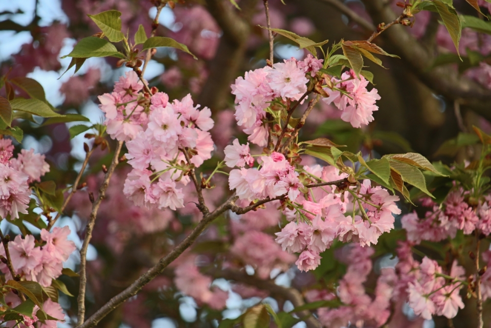 公园蓝色天空树木树枝粉色美丽花朵