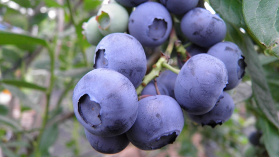 树枝上新鲜的蓝莓自然风光优美风景高清桌面壁纸