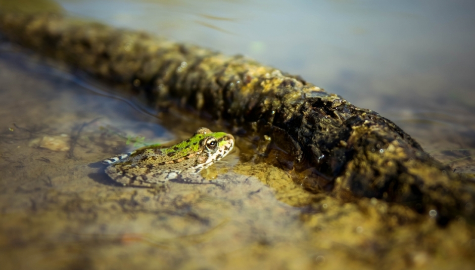 泥塘中匍匐安静青蛙高清特写