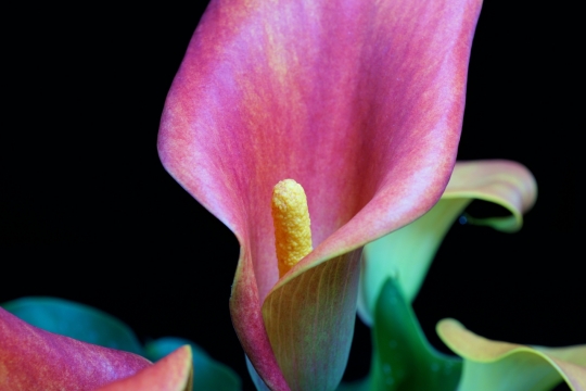 黑色背景紫色花朵绿色叶子自然植物